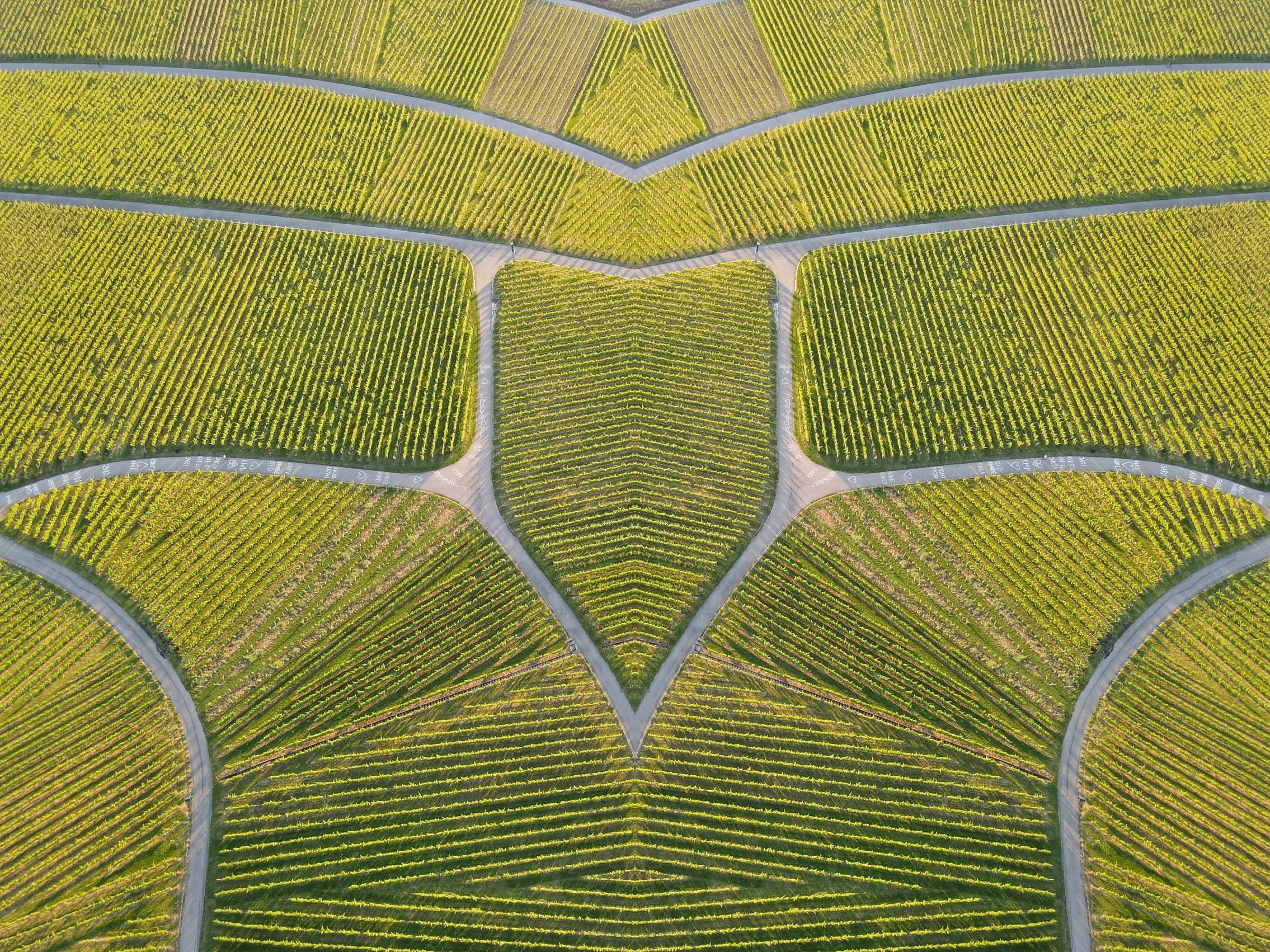 Mirrored № 10 — Symmetry, Reflection, Pattern. Photograph by Michael Damböck.