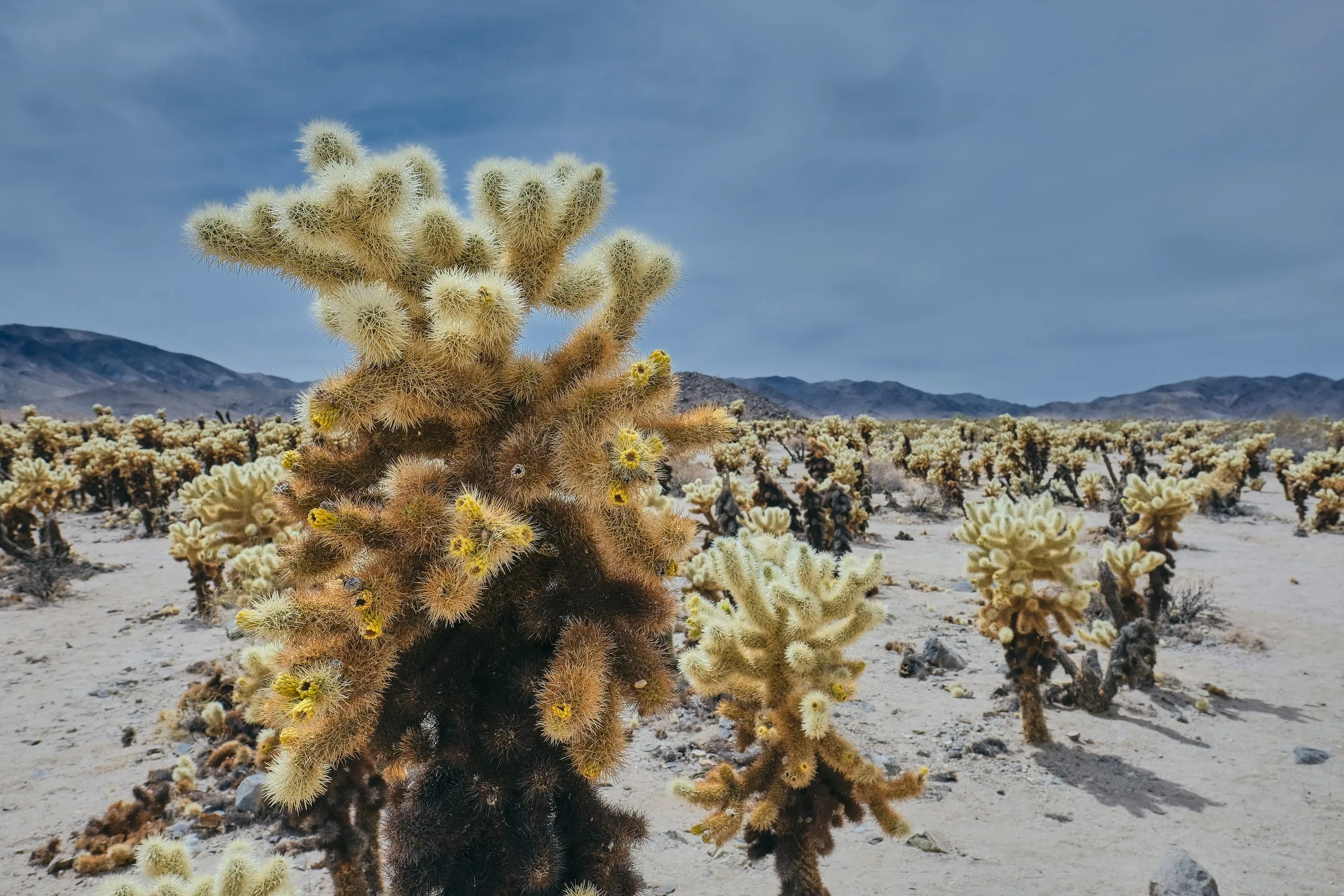 United States № 03 — American West, Death Valley, Grand Canyon. Photograph by Michael Damböck.